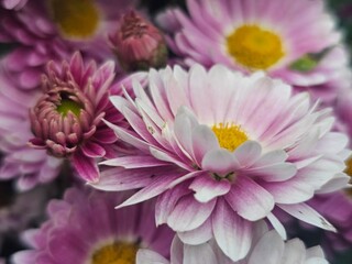 Fototapeta premium pink dahlia flower