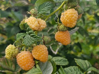 berries of a raspberry