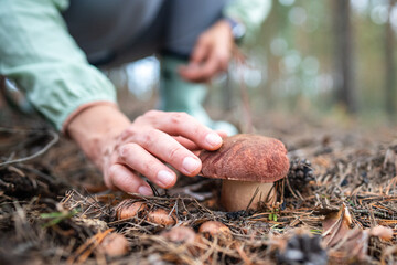 Hands of woman picking edible porcini mushroom, close-up. Female collects double boletus mushrooms...