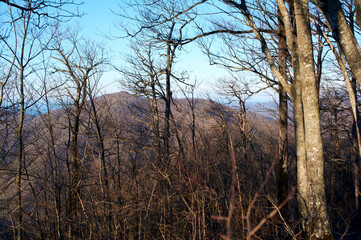 A breathtaking mountain vista seen through the intricate lattice of bare tree branches.