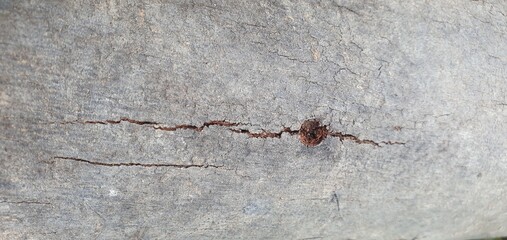 old wood texture for design