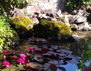 Peaceful pond garden scene