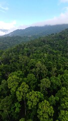 Lush green forest canopy meeting hazy mountains