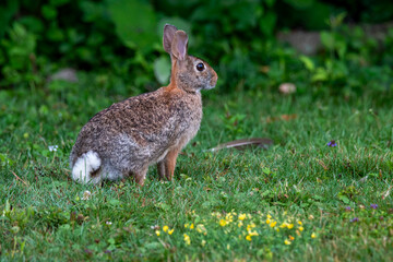 rabbit in the grass