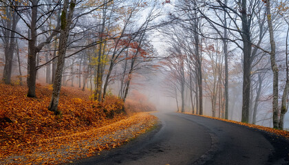 misty autumn morning on a winding forest road surrounded by bare trees and fallen leaves bare trees line the path their branches shrouded in fog as vibrant leaves blanket the ground