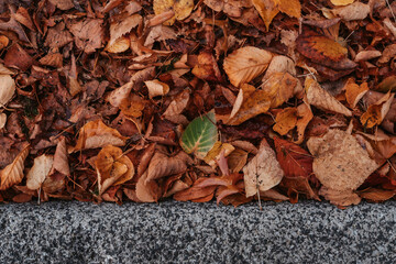 Autumn leaves along the curb