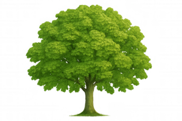Realistic 3d rendering of a vibrant green tree isolated on a transparent background, perfect for architectural visualizations or environmental projects