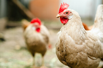 Close-up view of a free-range hen exploring a backyard setting during late afternoon
