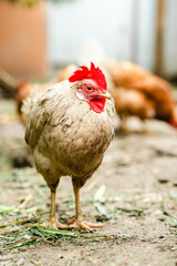 Close-up view of a free-range hen exploring a backyard setting during late afternoon