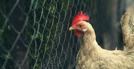 Close-up view of a free-range hen exploring a backyard setting during late afternoon