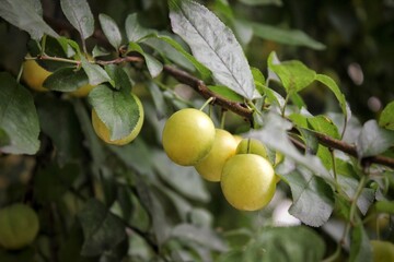 Ripe cherry plum on a tree in a garden against a background of green foliage. Beautiful natural...