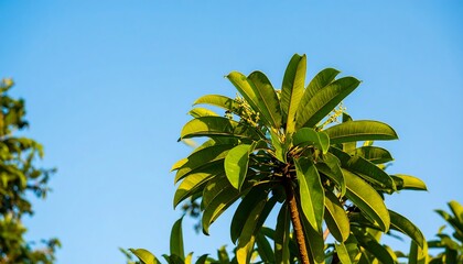 Lush green leaves against a clear blue sky