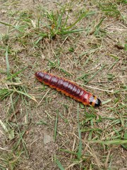caterpillar on a leaf