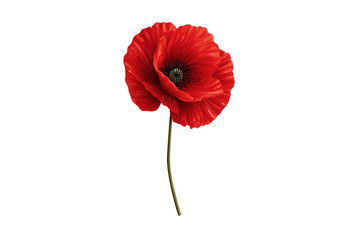 Single vibrant red poppy flower with detailed petals isolated on a transparent background bloom
