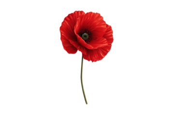 Single vibrant red poppy flower with detailed petals isolated on a transparent background bloom
