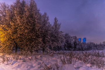 Winter night park with snow-covered trees under blue urban glow and golden lantern light, with...