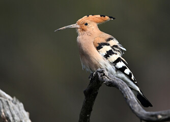 A pretty hoopoe perched on a tree branch

