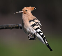 A pretty hoopoe perched on a tree branch

