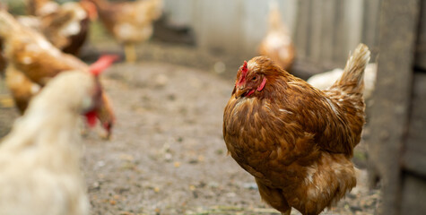 Two chickens, one white and one brown, are foraging on the ground in a rural farm setting. Other chickens are visible in the background, exploring their surroundings.