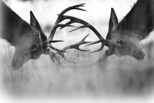 Affrontement brame du cerf