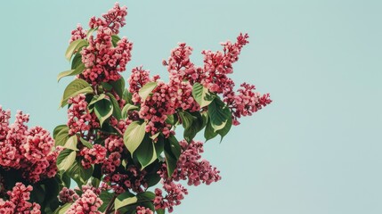 Pink Flowering Plant with Green Leaves on Light Blue Background