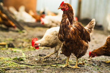 Brown hen roaming in a farmyard during a sunny afternoon
