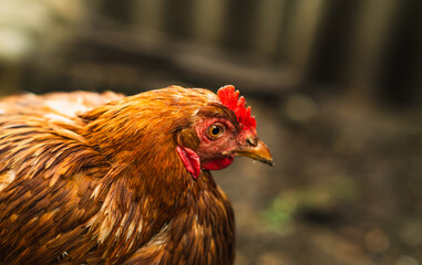 Brown hen roaming in a farmyard during a sunny afternoon
