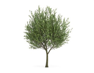 Isolated green tree against white background (1)