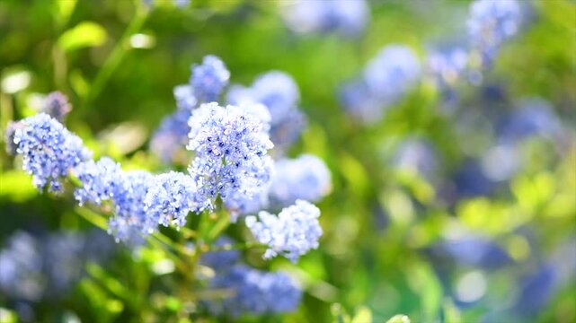 Ceanothus Shrub blooming in summer garden, close up. California lilac flowers. Ceanothus bush in garden design, blue flowers, macro shot. Slow motion 