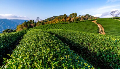 Lush green tea fields on hillside