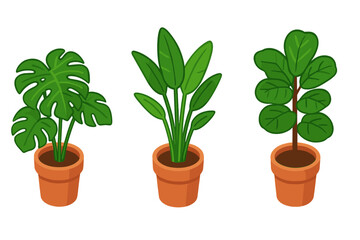 Indoor plant icon set. Isometric vector illustration of tropical houseplants in pots. Collection with monstera, bird of paradise, and fiddle leaf fig for home decor concepts.