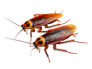 High-Resolution Macro Photography of Two American Cockroaches on Black Background