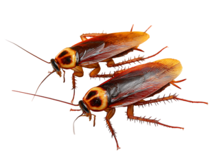High-Resolution Macro Photography of Two American Cockroaches on Black Background