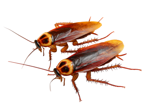 High-Resolution Macro Photography of Two American Cockroaches on Black Background