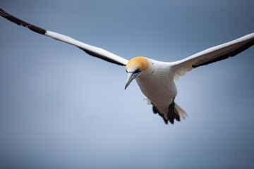 Australasian Gannet in flight against sky