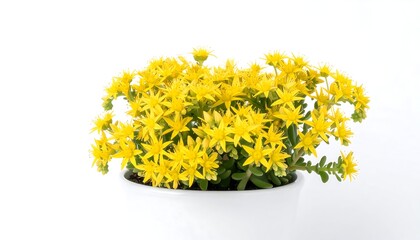 Yellow succulent plant in pot