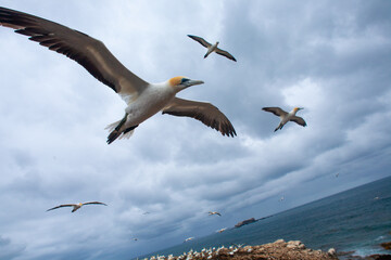 Australasian Gannets in flight against sky