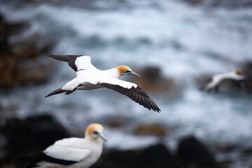 Australasian Gannet in flight against sea