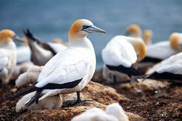 Australasian Gannet standing at breeding colony