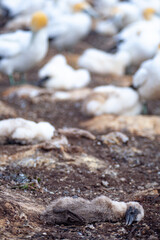 Dead Australasian Gannet chicks at colony