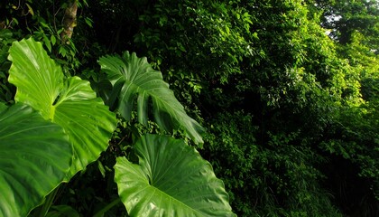 Lush jungle foliage with large leaves