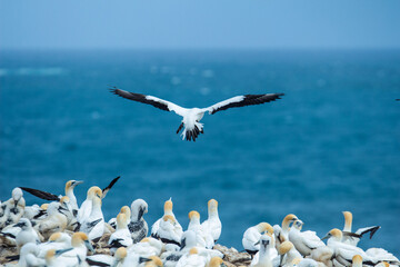 Australasian Gannet coming into land at colony