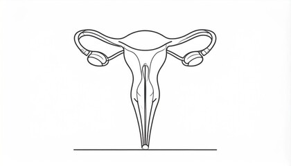 Detailed Line Drawing of Female Reproductive System in White Background