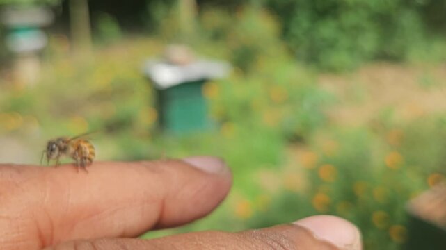 Close up of the bee(Apis cerana indica) sting in human skin and rip out the sting. Attack of a honeybee. Indian honey bee, is a subspecies of Asiatic honey bee.