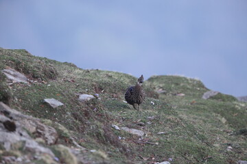 The Himalayan monal (Lophophorus impejanus), also called Impeyan monal and Impeyan pheasant, is a pheasant native to Himalayan forests. This photo was taken in North India.