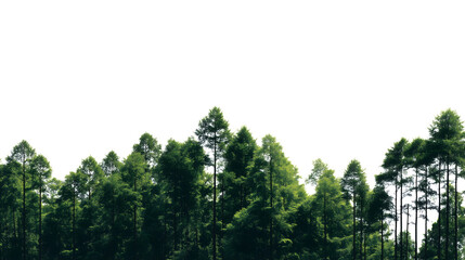 Obraz premium lush green forest with tall trees isolated on white background