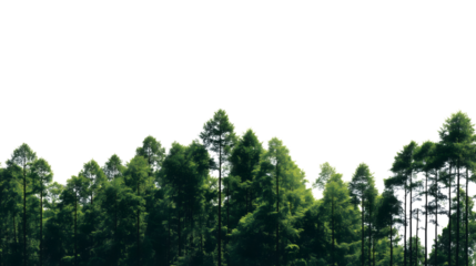 lush green forest with tall trees isolated on white background