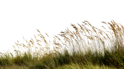 golden grass blowing in the wind isolated on white background
