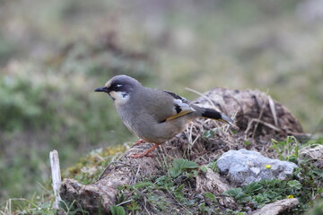 Variegated laughingthrush (Trochalopteron variegatum) is a species of bird in the family Leiothrichidae. It is endemic to the northern regions of Himalayas. 