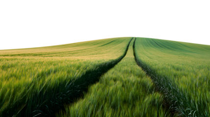 pathway through a vibrant green field isolated on white background